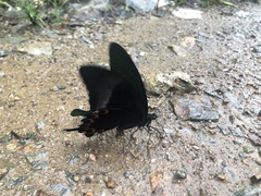 Papilio paris