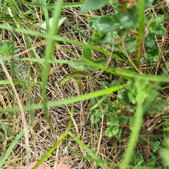 Carex michelii