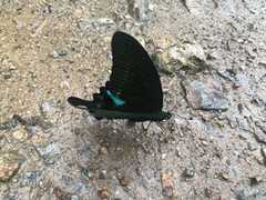 Papilio paris