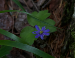 Hepatica transsilvanica