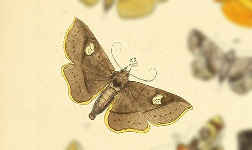 Parargidia