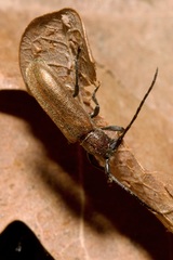 Anaesthetis testacea