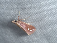 Polyterpnes polyrrhoda