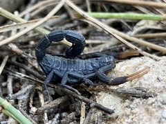 Hottentotta judaicus