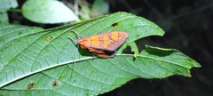 Elysius