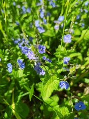 Veronica chamaedrys