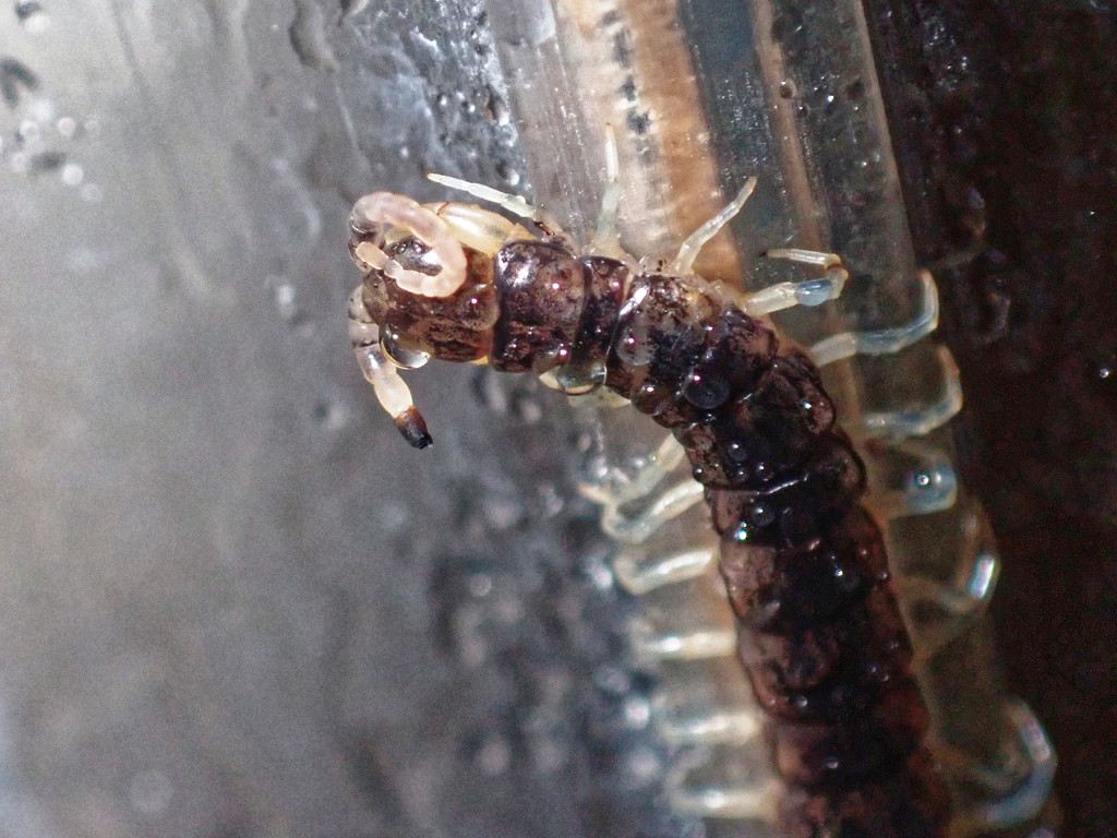 Otostigmus salticus
