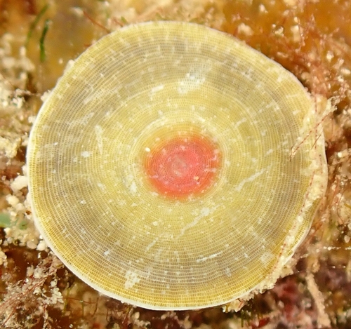 Marginopora observed 2022-05-30
