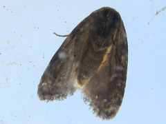 Casminola pulchella