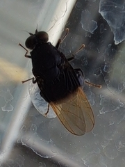 Craspedometopon basale