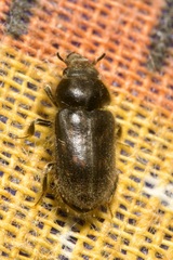 Heterocerus obsoletus
