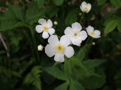 Ranunculus platanifolius