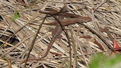 Hemidactylus bowringii