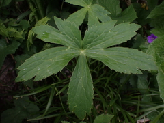 Ranunculus platanifolius