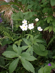 Ranunculus platanifolius