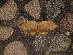 Lissoblemma lunuliferata