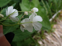 Ranunculus platanifolius