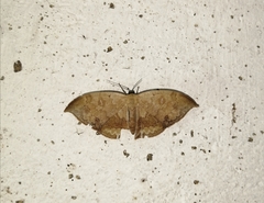 Lissoblemma lunuliferata