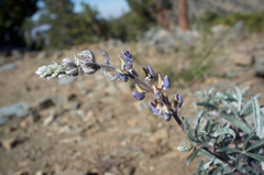 Lupinus elatus