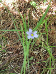 Sisyrinchium albidum