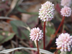 Persicaria capitata