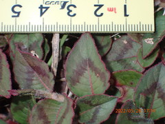 Persicaria capitata