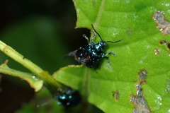Alticina
