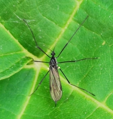 Gnophomyia