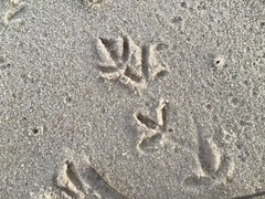 Thinornis cucullatus