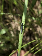 Theophilea subcylindricollis