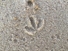 Thinornis cucullatus