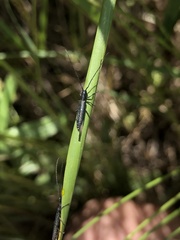 Theophilea subcylindricollis