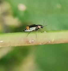 Axinotarsus pulicarius