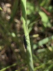 Theophilea subcylindricollis