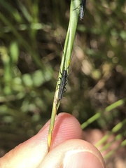 Theophilea subcylindricollis