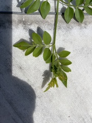 Chrysojasminum fruticans