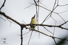 Psilopogon chrysopogon laetus