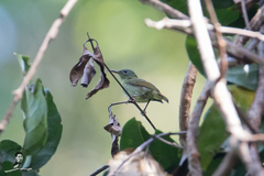 Aethopyga temminckii