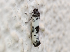 Enolmis acanthella