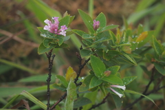 Wikstroemia monnula