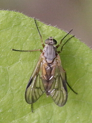 Rhagio vitripennis