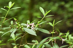 Daphne longilobata