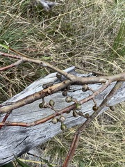 Eucalyptus scoparia
