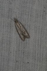 Phryganeutis cinerea