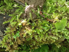 Sciuro-hypnum curtum