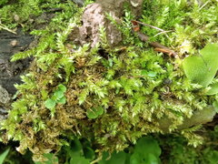 Sciuro-hypnum curtum