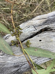 Eucalyptus scoparia