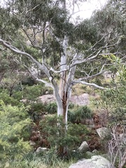 Eucalyptus scoparia