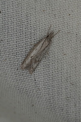 Phryganeutis cinerea