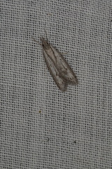 Phryganeutis cinerea